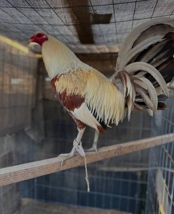 Golden Greys - Image 2