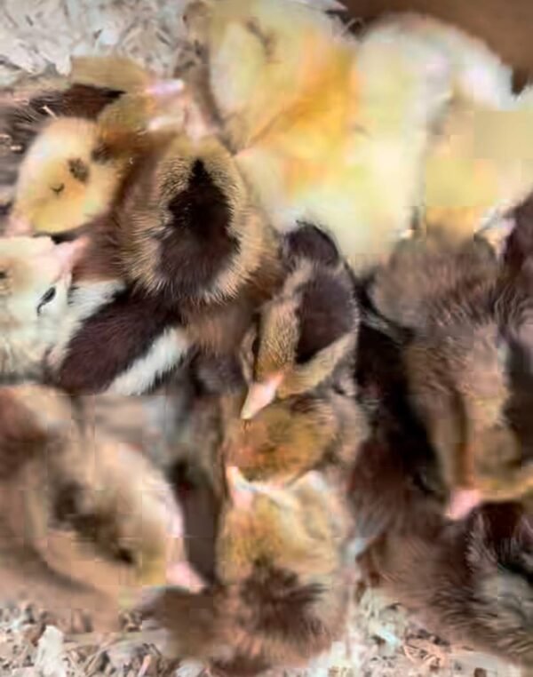 Golden Greys - Image 4