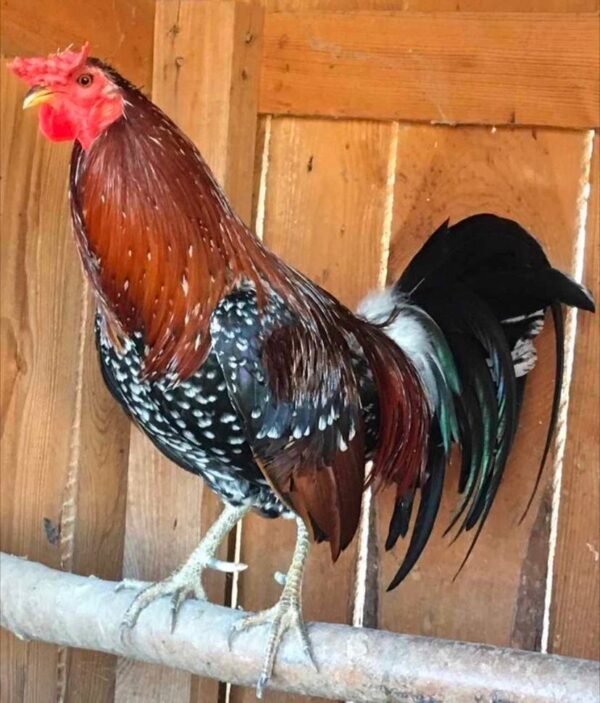 Spangled - Image 5
