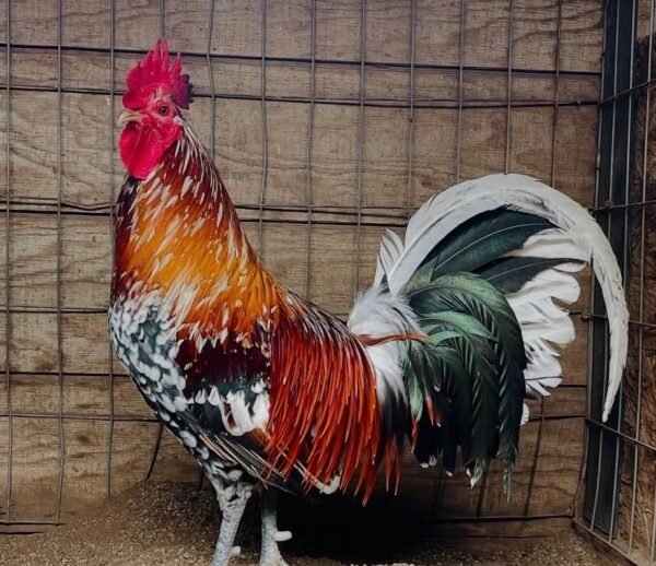 Spangled