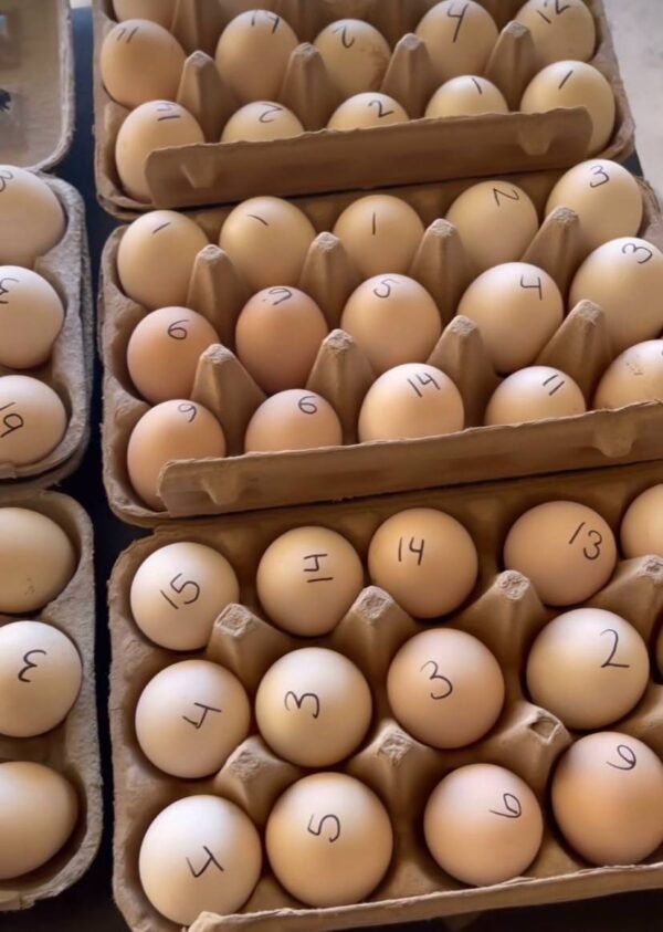 Yellow legged Hatch - Image 3