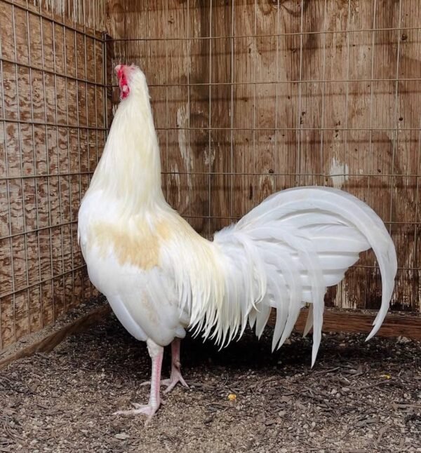 White Claret