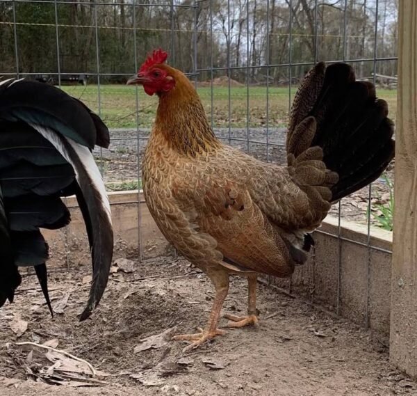 Yellow legged Hatch - Image 6